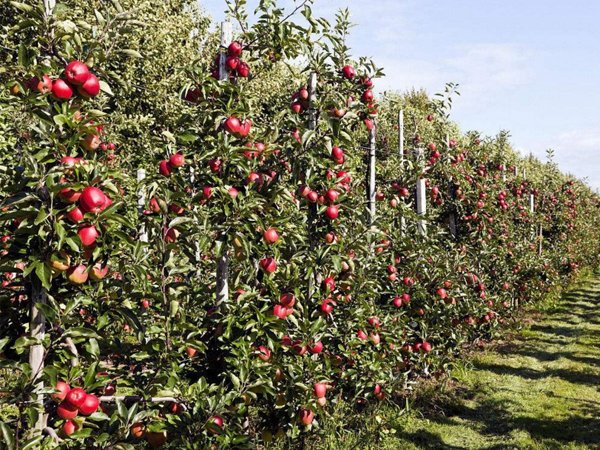 苹果树秋季什么时候施肥好？